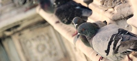 depigeonnage nuisibles nice