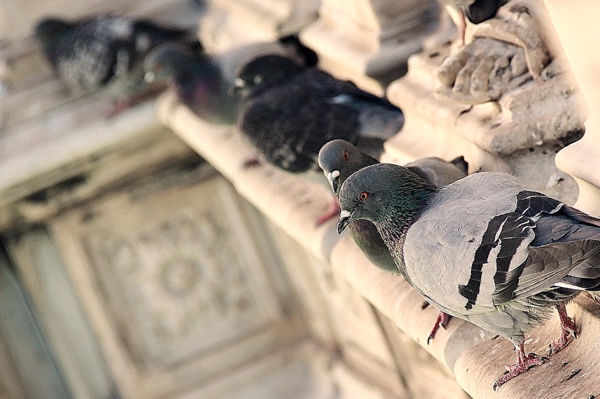 Marre des pigeons ? Le dépigeonnage est là !