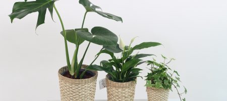 purifier vos intérieurs